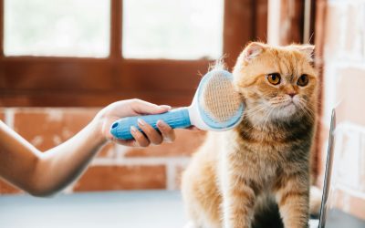 The Essential Guide to Cat Grooming: Keeping Your Feline Friend Flawless