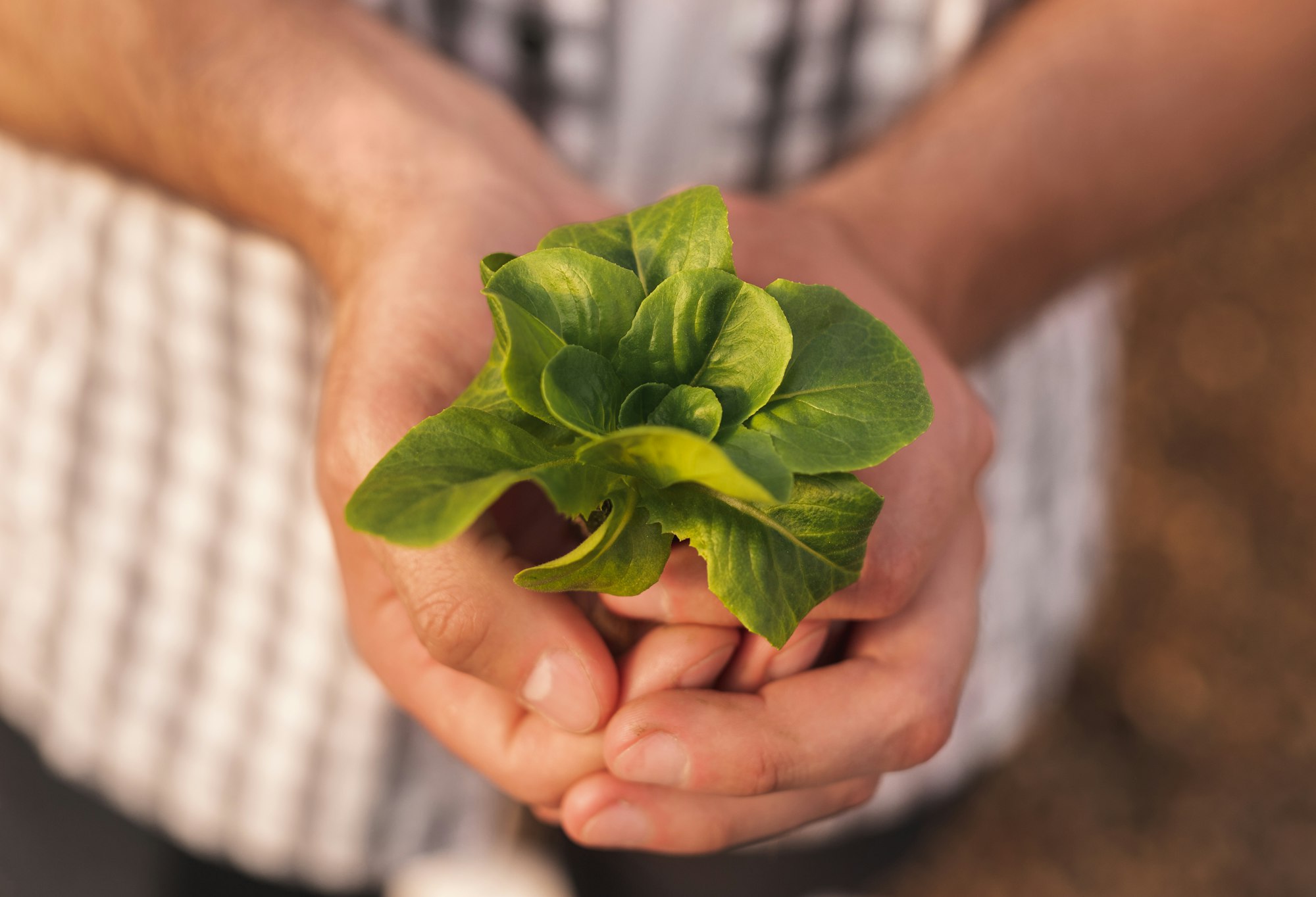 Gardener showing green lettuce sprout