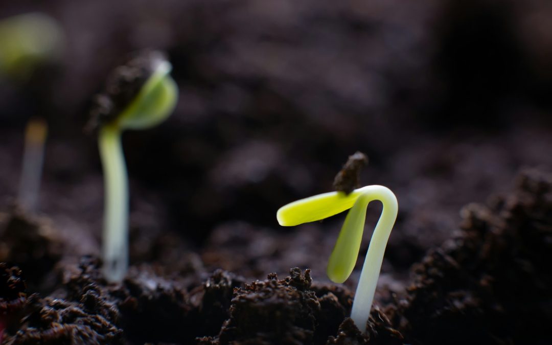 From Pantry to Planting: The Viability of Germinating Kitchen Seeds