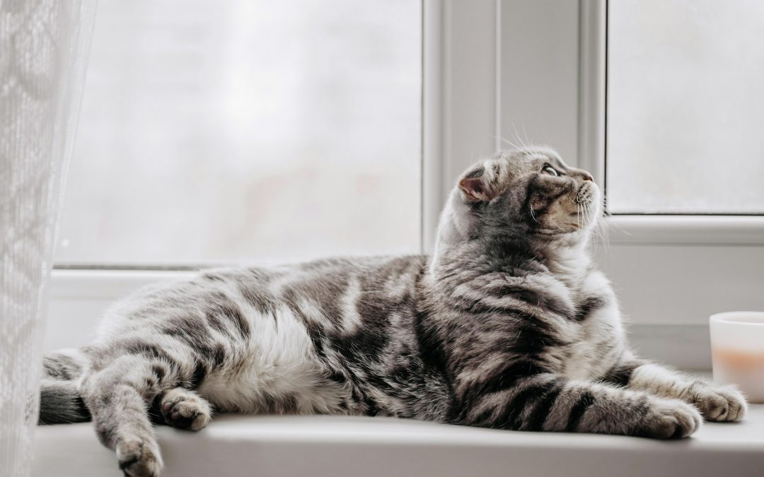 The Art of Feline Repose: Exploring the Enigmatic World of Cat Resting Positions