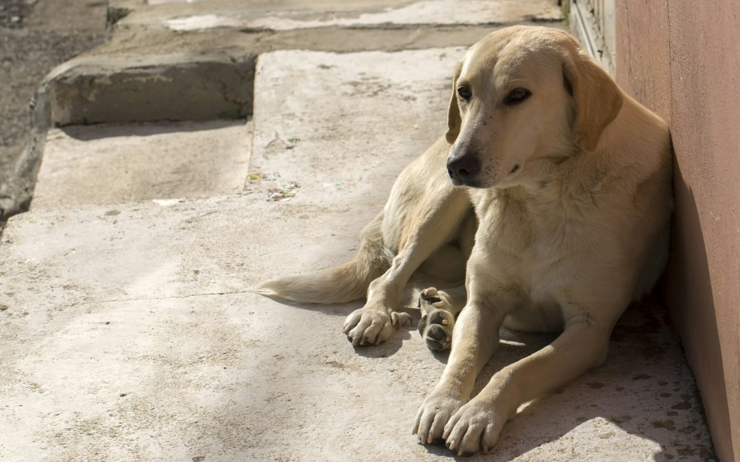 Found a Stray? Here’s How to Safeguard Their Well-being