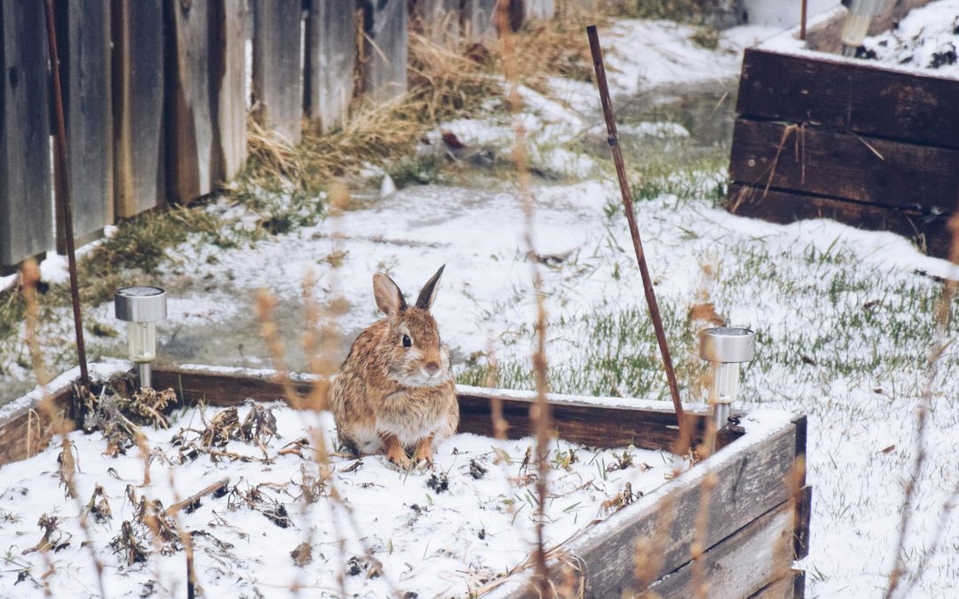 Next Season’s Bounty: Strategies for a Year-Ahead Garden Prep