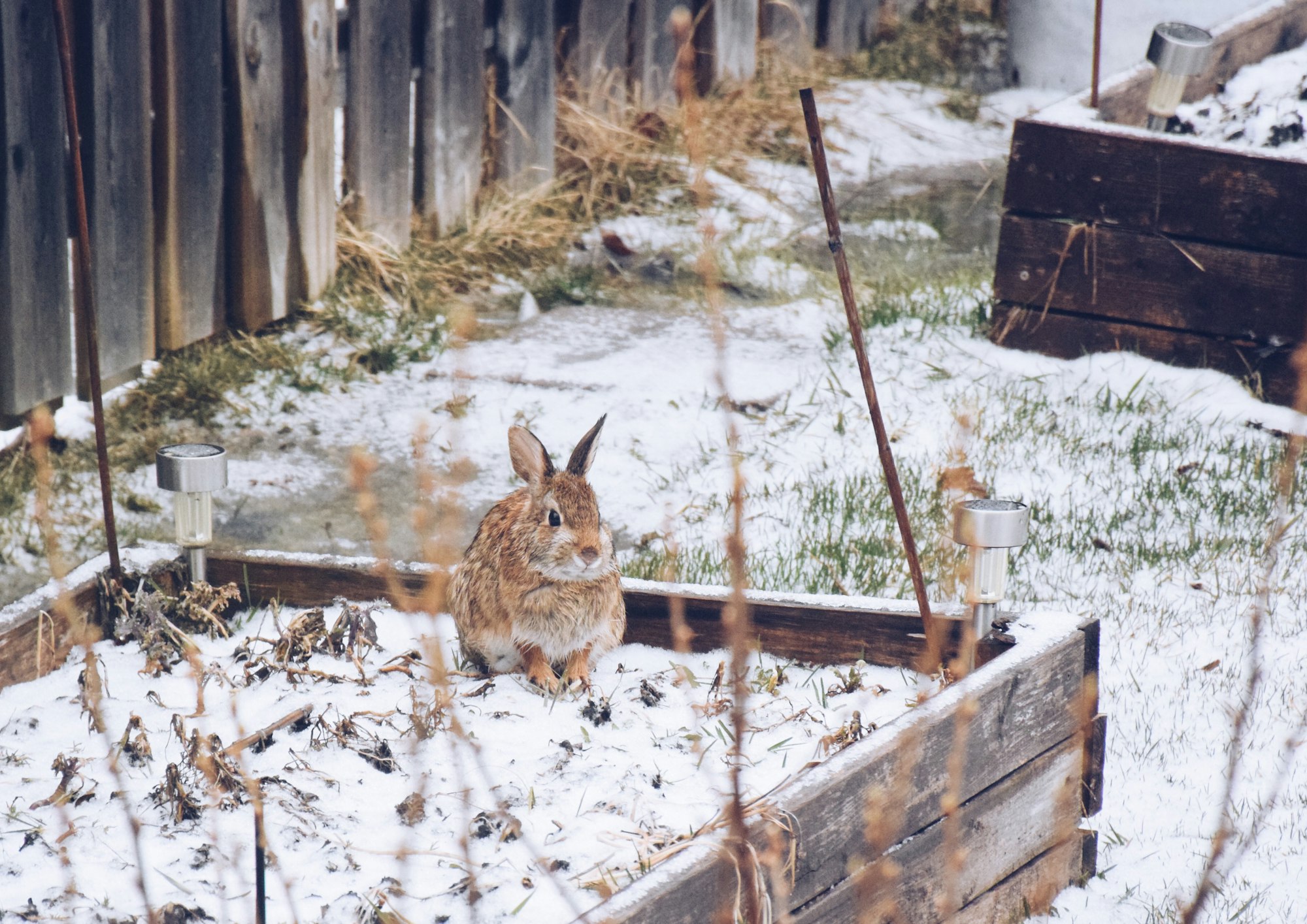 Cute little bunny in a winter backyard garden raised bed